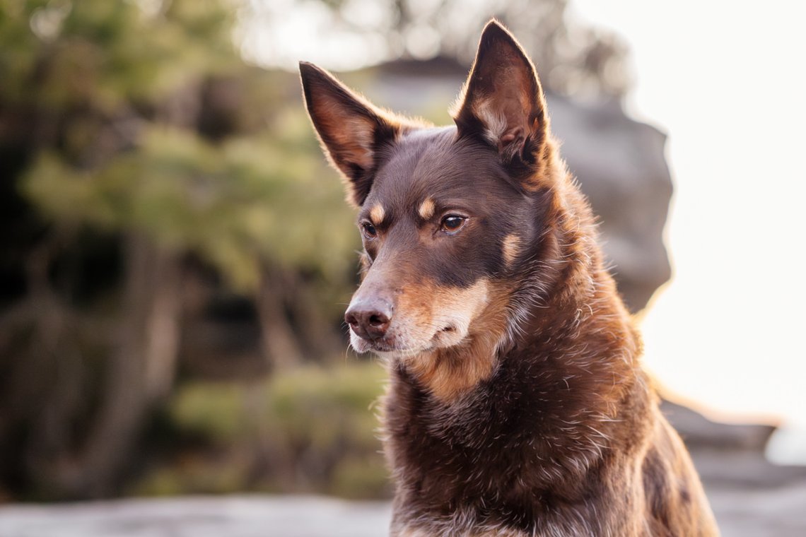 Hundefotos mit Weißen Schäferhund und Kelpie Sächsische Schweiz-002.jpg