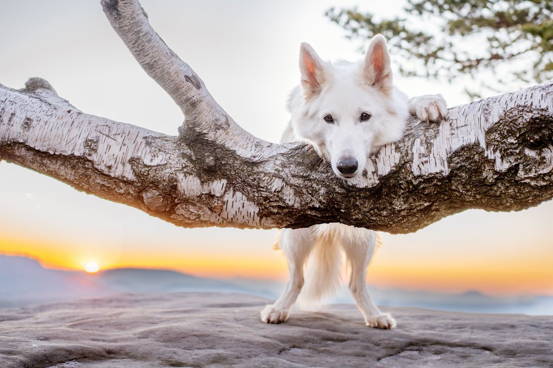 Hundefotos mit Weißen Schäferhund und Kelpie Sächsische Schweiz-008.jpg