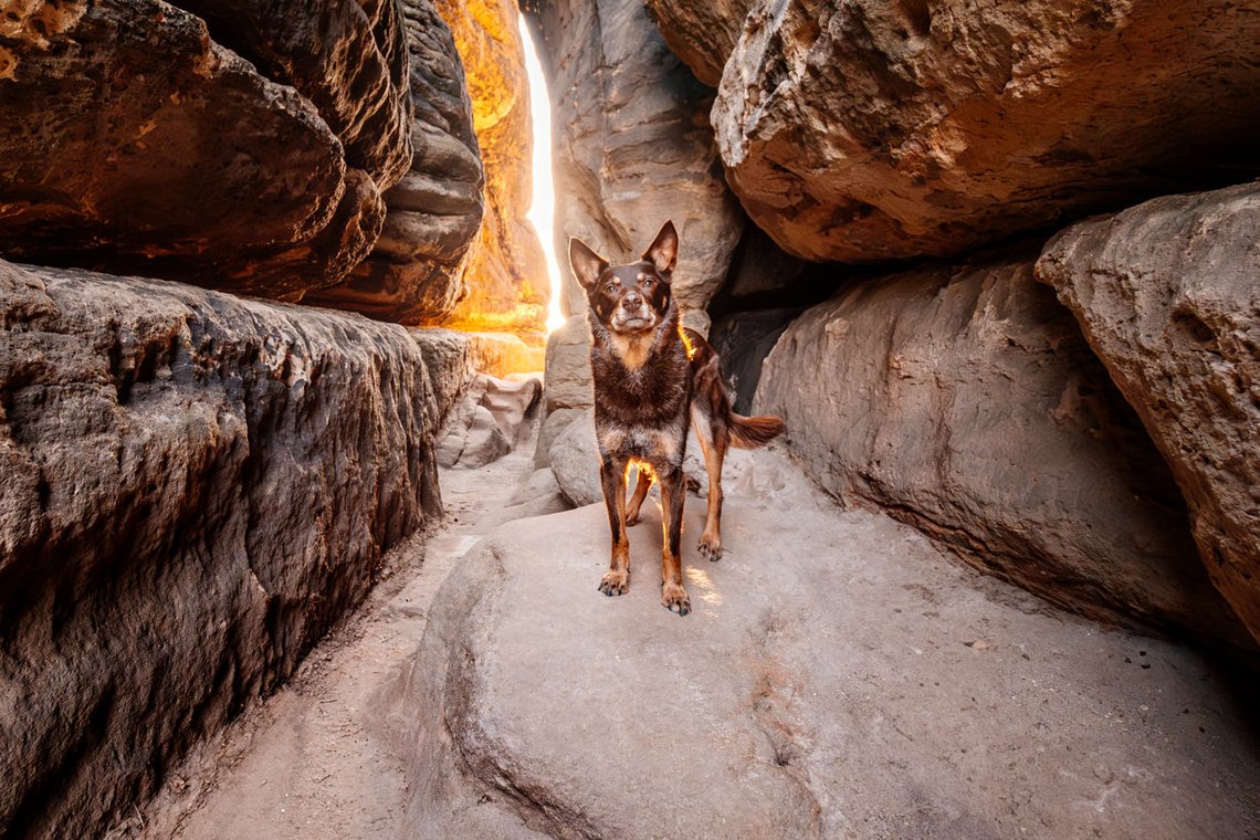 Hundefotos mit Weißen Schäferhund und Kelpie Sächsische Schweiz-036.jpg