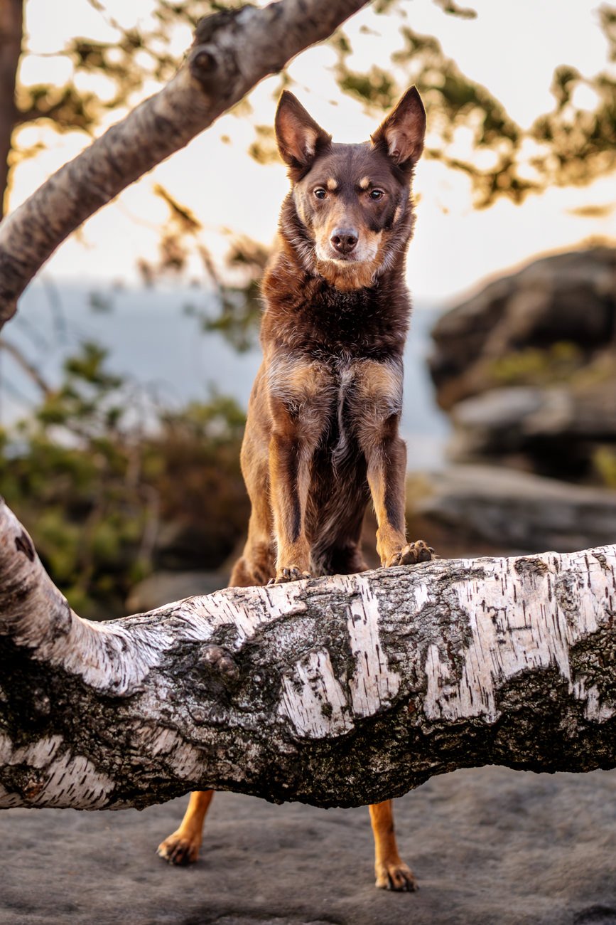 Hundefotos mit Weißen Schäferhund und Kelpie Sächsische Schweiz-003.jpg