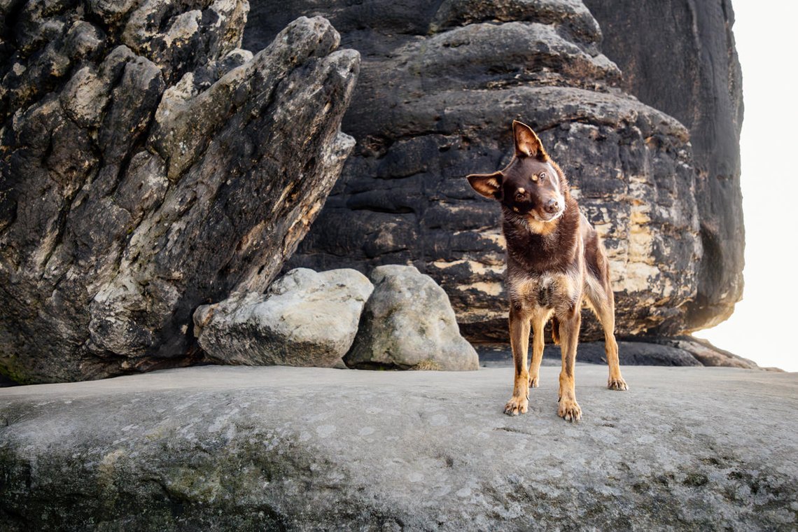 Hundefotos mit Weißen Schäferhund und Kelpie Sächsische Schweiz-024.jpg