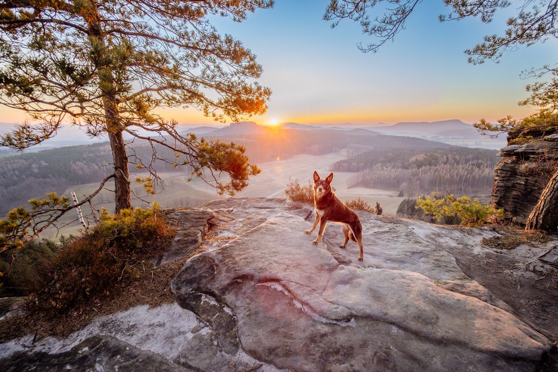 Hundefotos mit Weißen Schäferhund und Kelpie Sächsische Schweiz-011.jpg