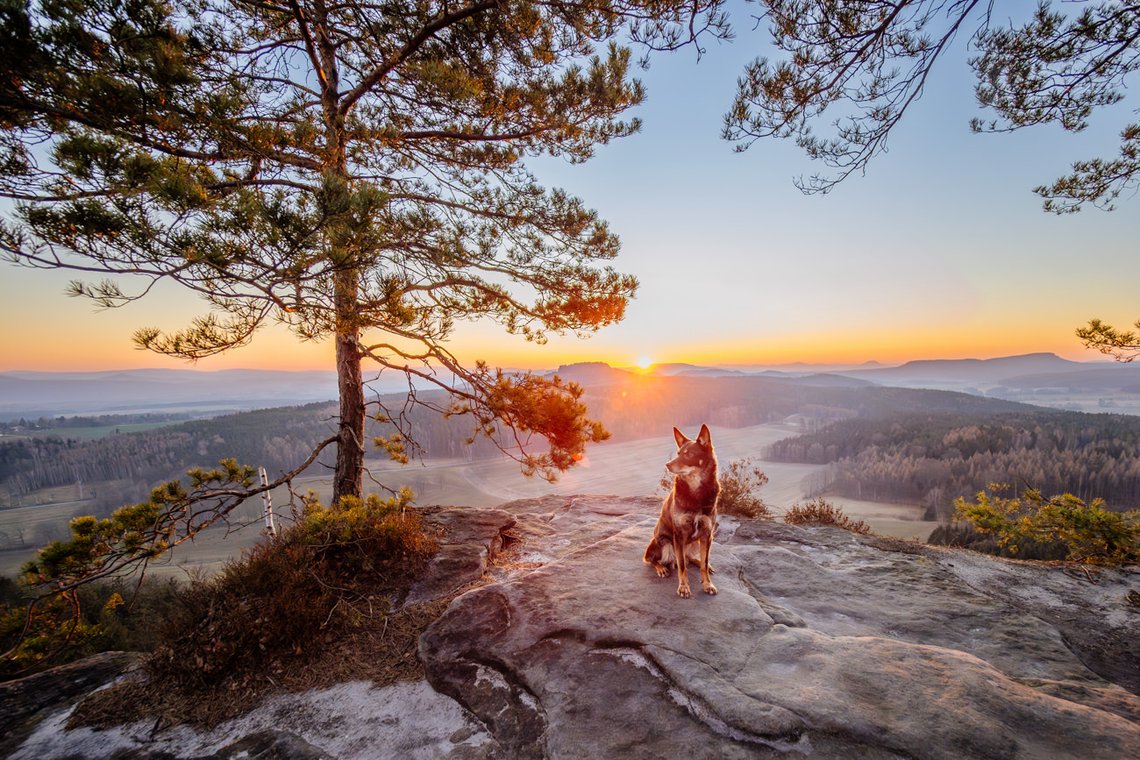 Hundefotos mit Weißen Schäferhund und Kelpie Sächsische Schweiz-010.jpg