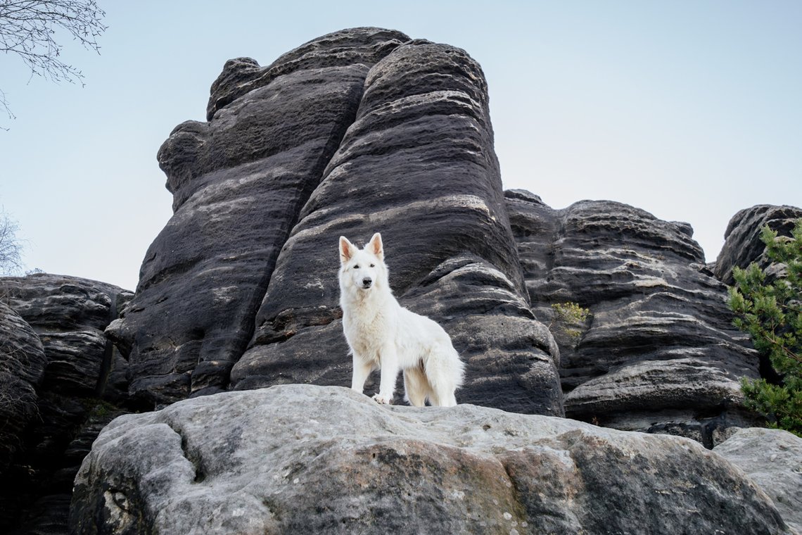 Hundefotos mit Weißen Schäferhund und Kelpie Sächsische Schweiz-025.jpg