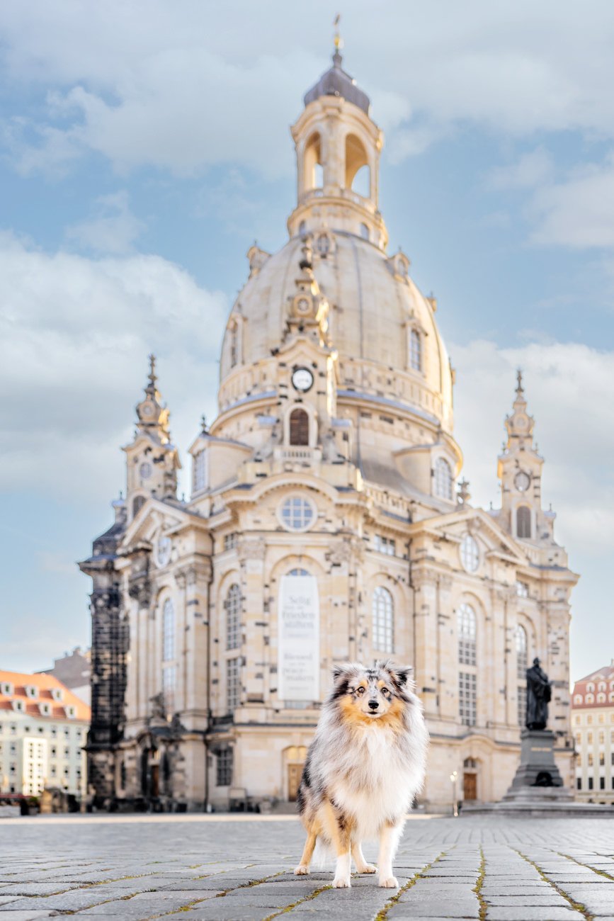 Sheltie steht vor der Frauenkirche in Dresden