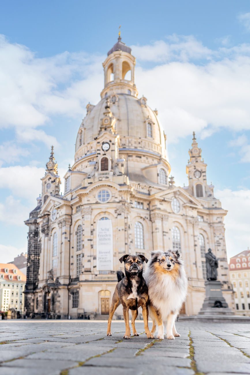 Jack Russel Mops Mischling und Sheltie stehen vor der Frauenkirche in Dresden