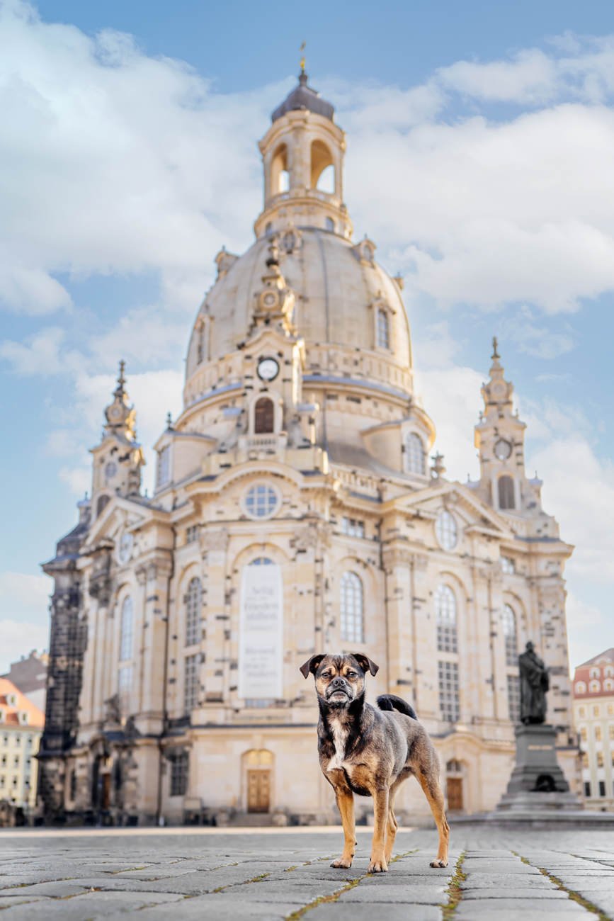 Jack Russel Mops Mischling steht vor der Frauenkirche in Dresden