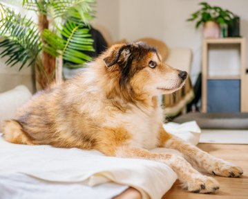 Hundeopa liegt in seinem Bett