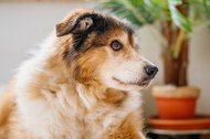 Hundeopa Porträt im eigenen zu Hause
