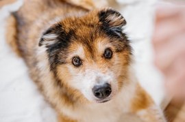 Hundesenior Figo Portrait zuhause