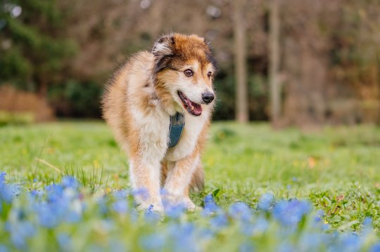 Hundeopa mit Frühblühern