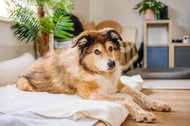 Hundeopa liegt in seinem Bett