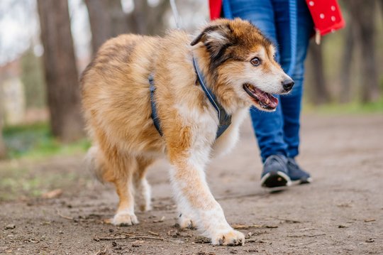 Hundeopa beim Gassi