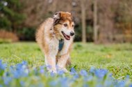 Hundeopa mit Frühblühern