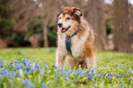 Hundeopa mit Frühblühern