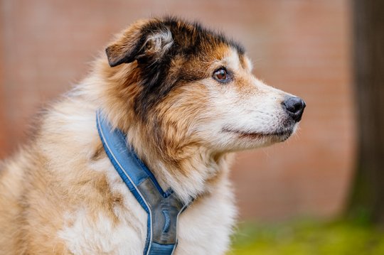 Hundeopa Porträt