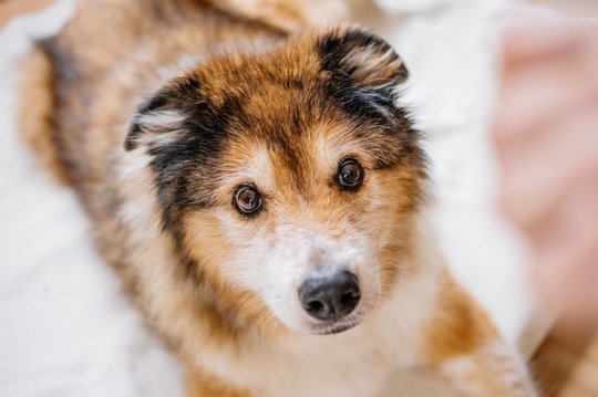 Hundeopa Porträt im eigenen zu Hause