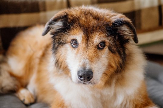 Hundeopa Porträt im eigenen zu Hause