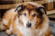 Hundeopa Porträt im eigenen zu Hause
