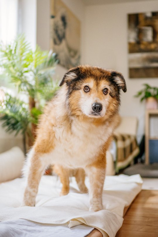 Hundeopa steht in seinem Bett