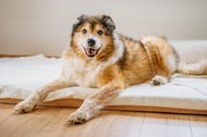 Hundeopa liegt in seinem Bett