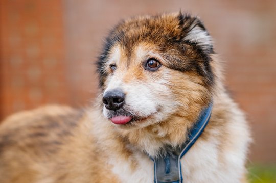 Hundeopa Porträt