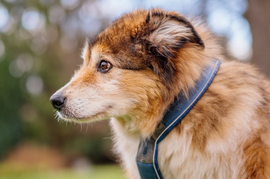 Hundeopa Porträt