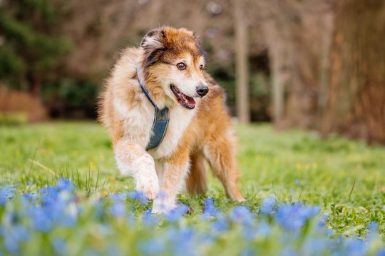 Hundeopa mit Frühblühern