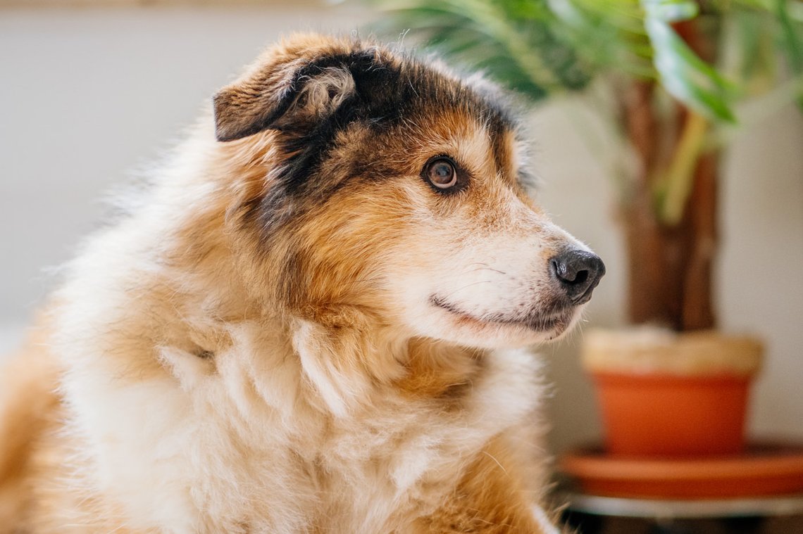 Hundeopa Porträt im eigenen zu Hause