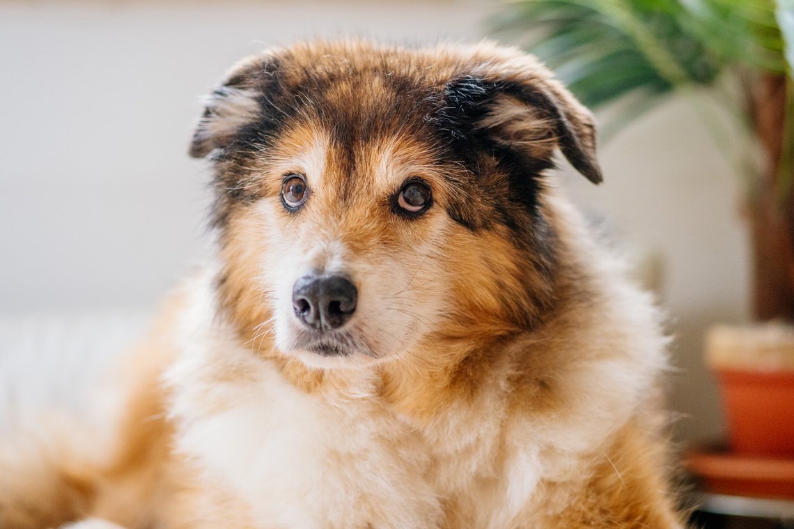 Hundeopa Porträt im eigenen zu Hause