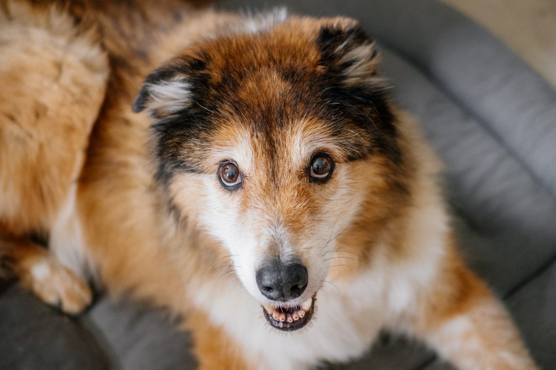 Hundeopa Porträt im eigenen zu Hause