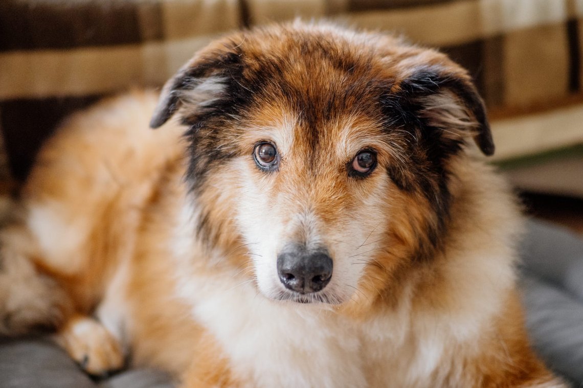 Hundeopa Porträt im eigenen zu Hause