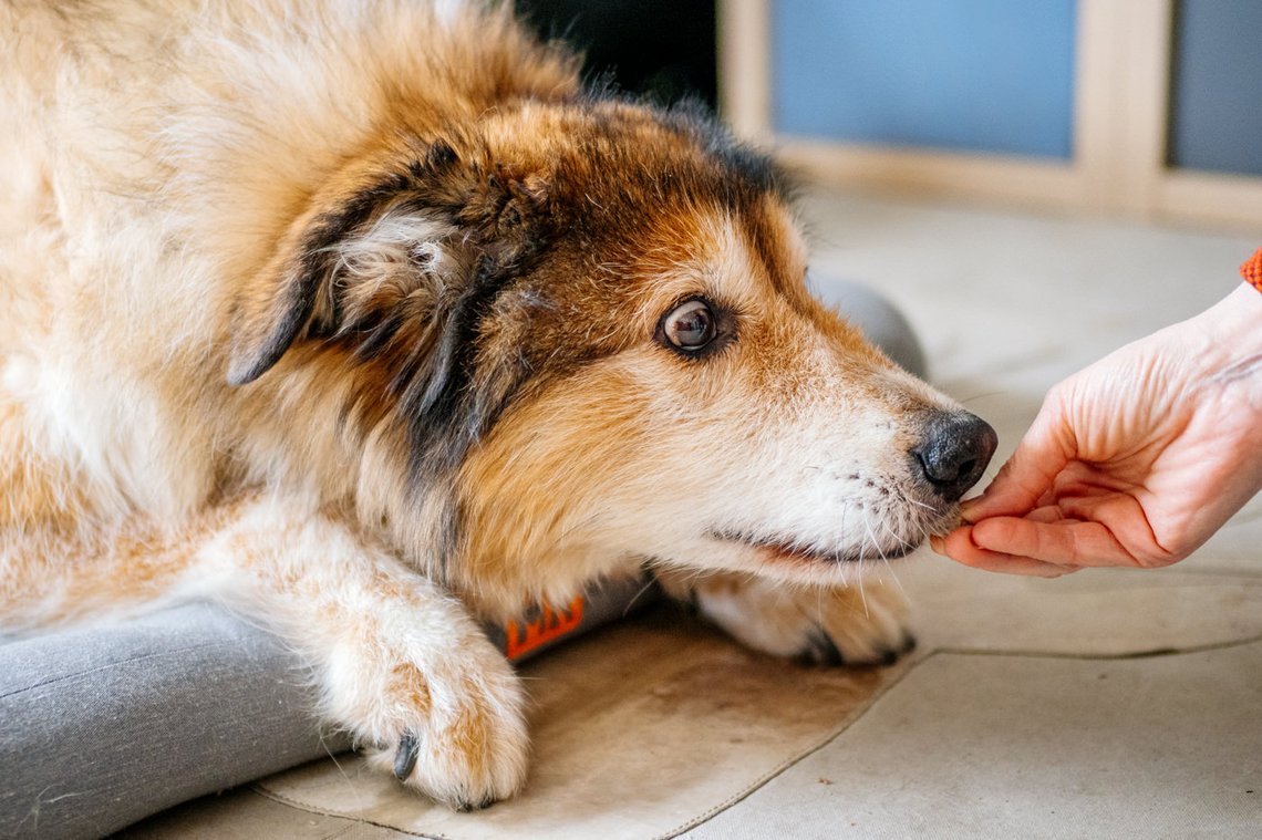 Hundeopa bekommt ein Leckerli