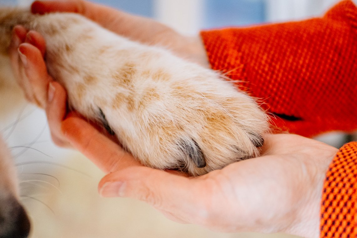 Pfote von Hundeopa