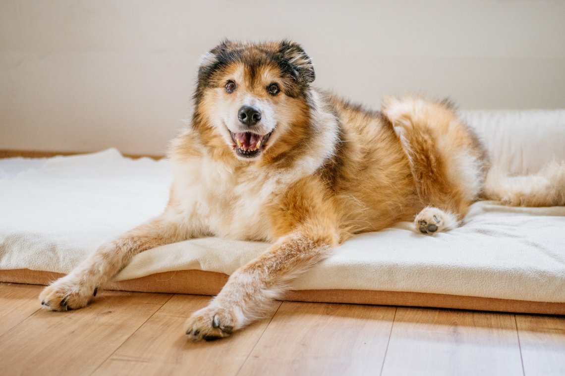 Hundeopa liegt in seinem Bett