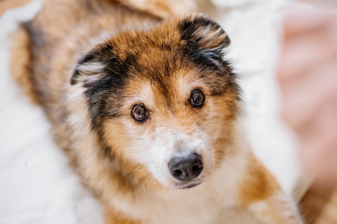 Hundeopa Porträt im eigenen zu Hause