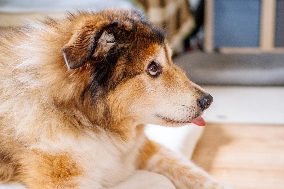 Hundeopa Porträt im eigenen zu Hause
