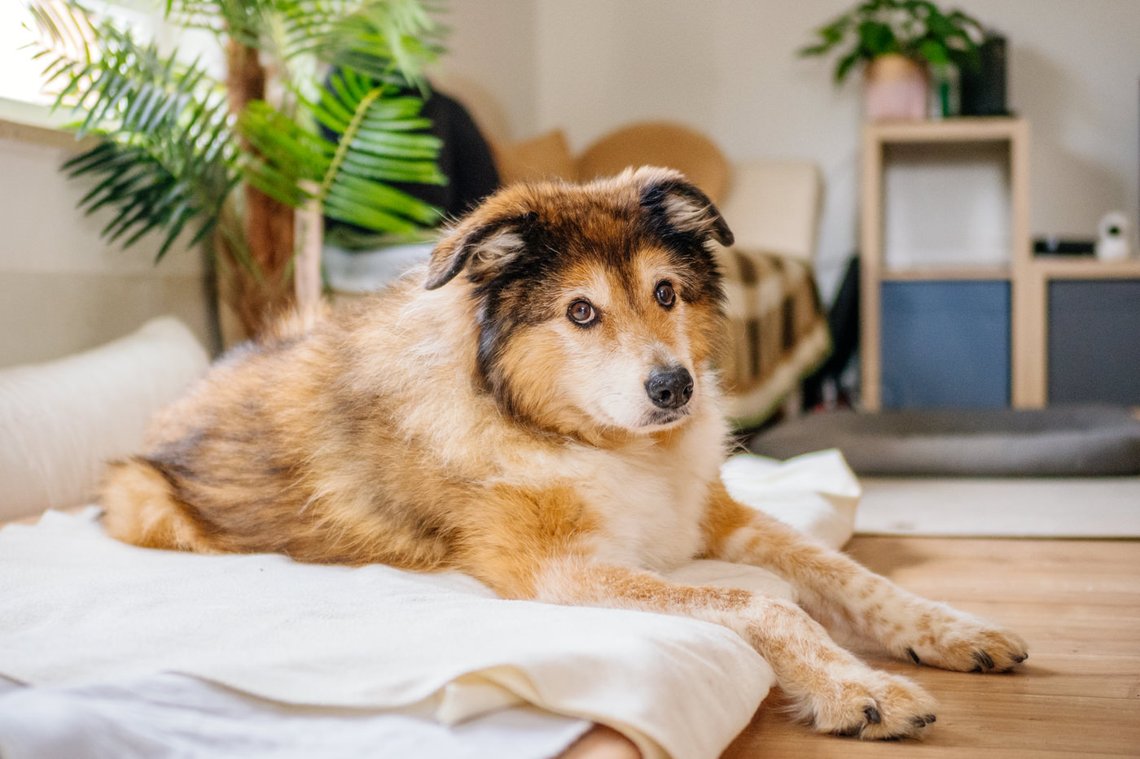 Hundeopa liegt in seinem Bett
