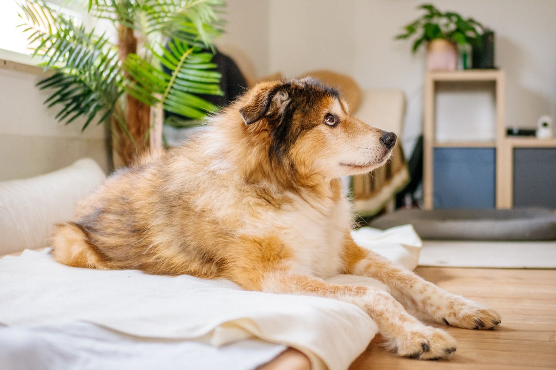 Hundeopa liegt in seinem Bett