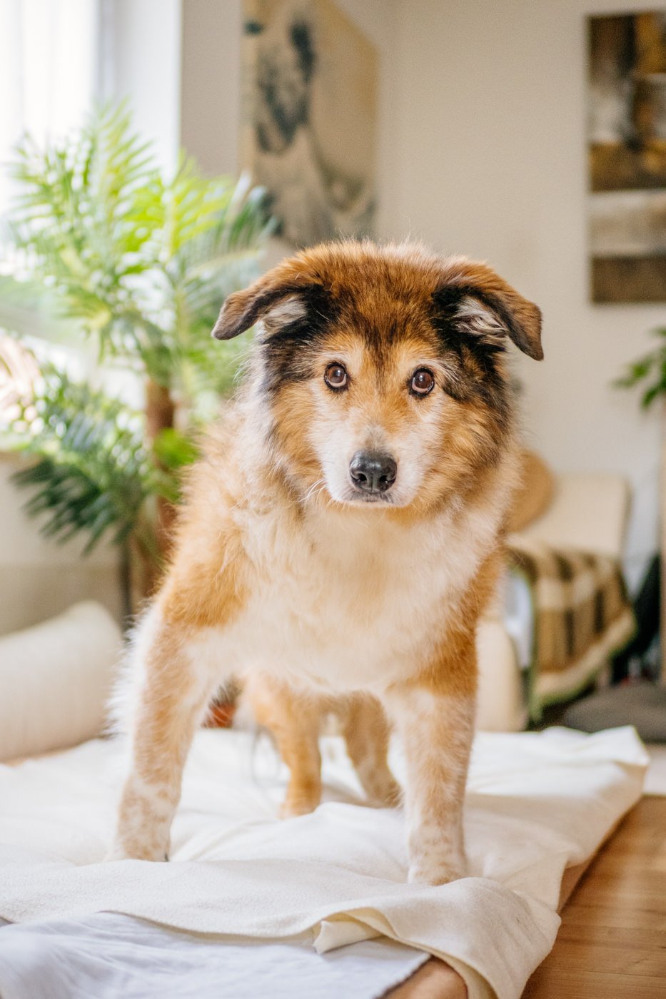 Hundeopa steht in seinem Bett