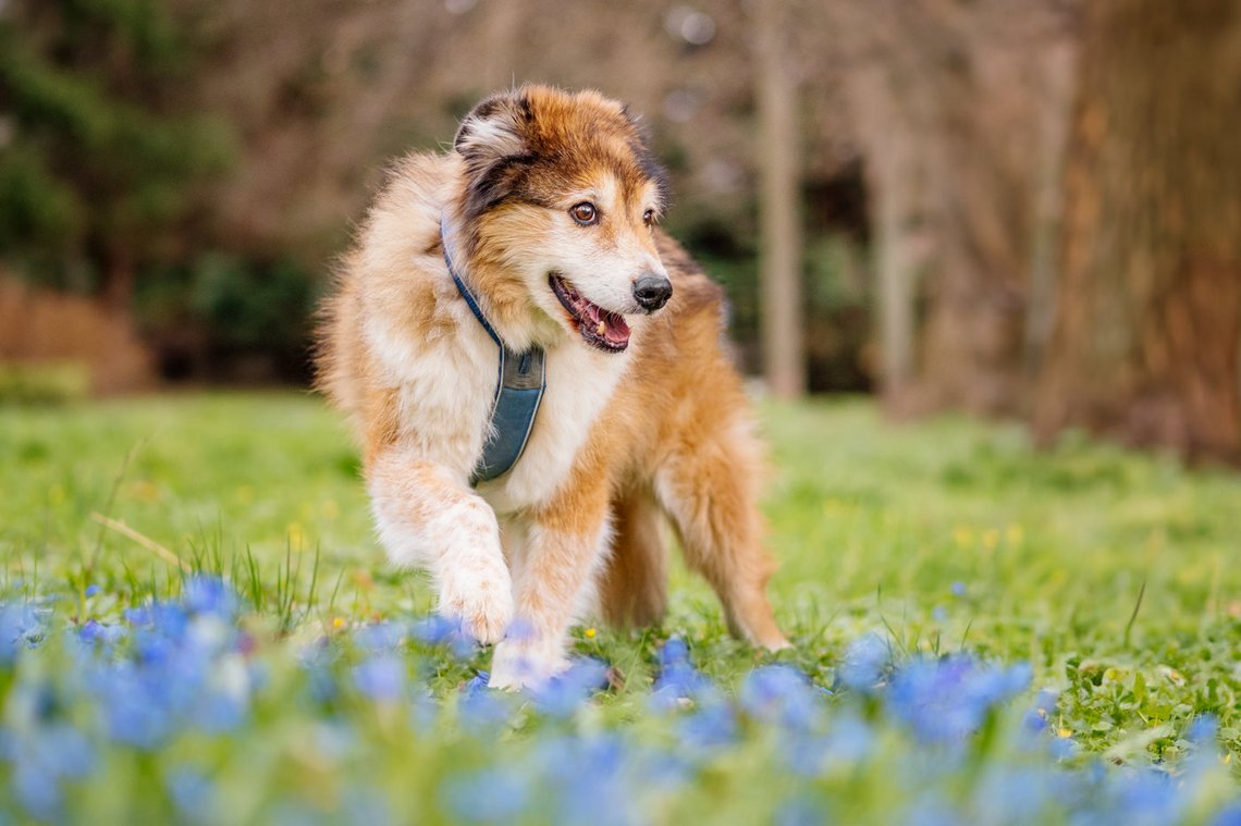 Hundeopa mit Frühblühern