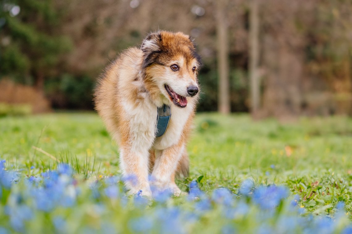Hundeopa mit Frühblühern