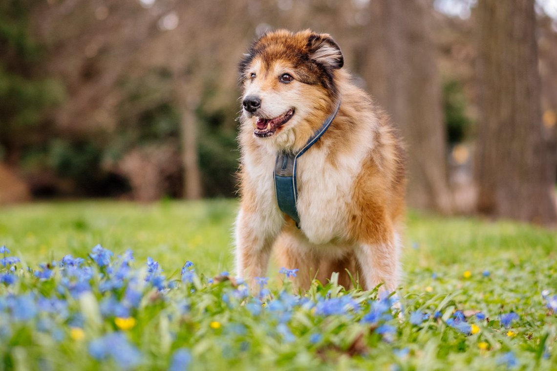 Hundeopa mit Frühblühern
