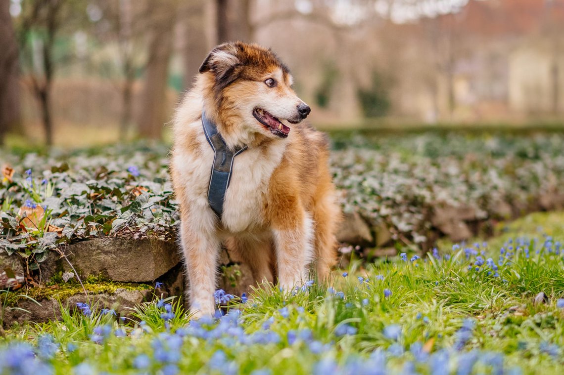 Hundeopa mit Frühblühern