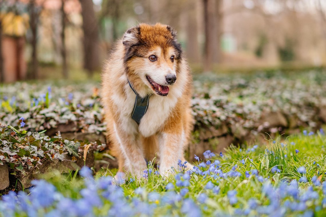 Hundeopa mit Frühblühern