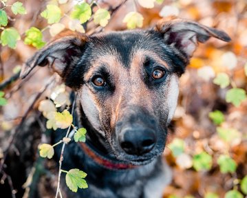 Hundeportrait von Mischling in Sachsen