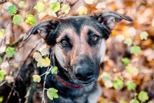 Hundeportrait von Mischling in Sachsen