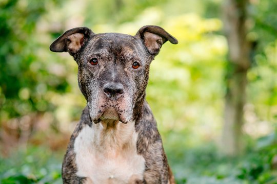Hundeportrait von Staffordshire Mix Omahund in Dresden