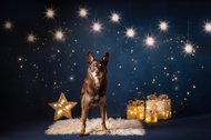 Working Kelpie Weihnachtsfoto in Sternenkulisse