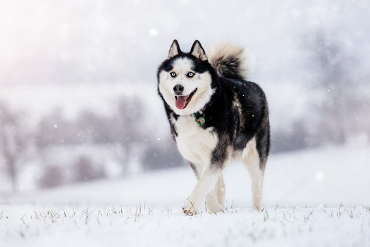 Inu-0005